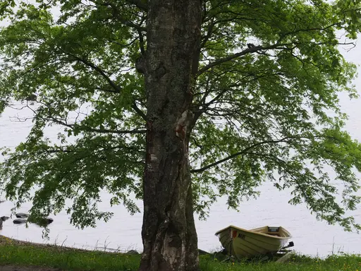 red squirrel on trunk of tree with lawn and lake in background