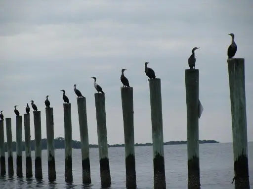 seabirds standing in formation one on each wooden pole