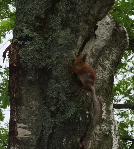 zoom in on red squirrel holding onto the trunk of a tree