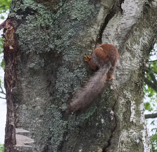 red squirrel, its head inside hole in tree trunk