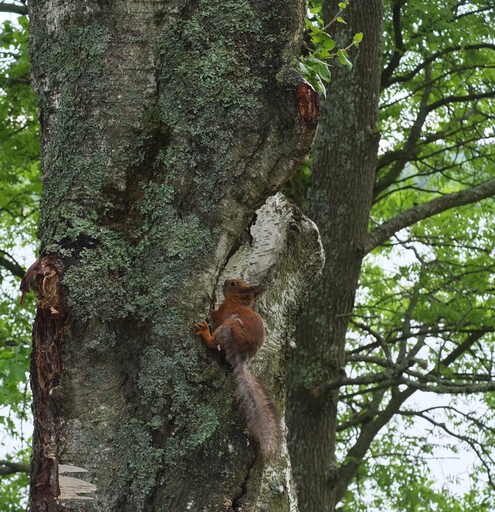 red squirrel, on trunk looking upwards