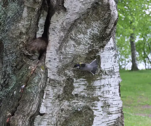 red squirrel tail peeking out of hole, great tit in flight toward hole entrance.