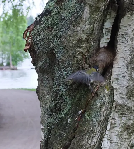 Bird seems to attack the squirrel tail, wing spread in flight.