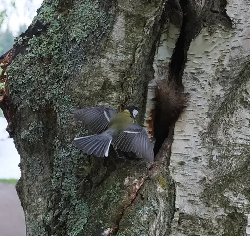 Bird, great tit, wings spread, near entrance to hole in trunk.